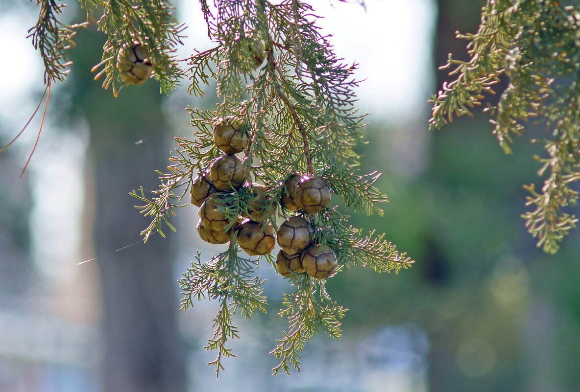 природа - Олег природа - Олег