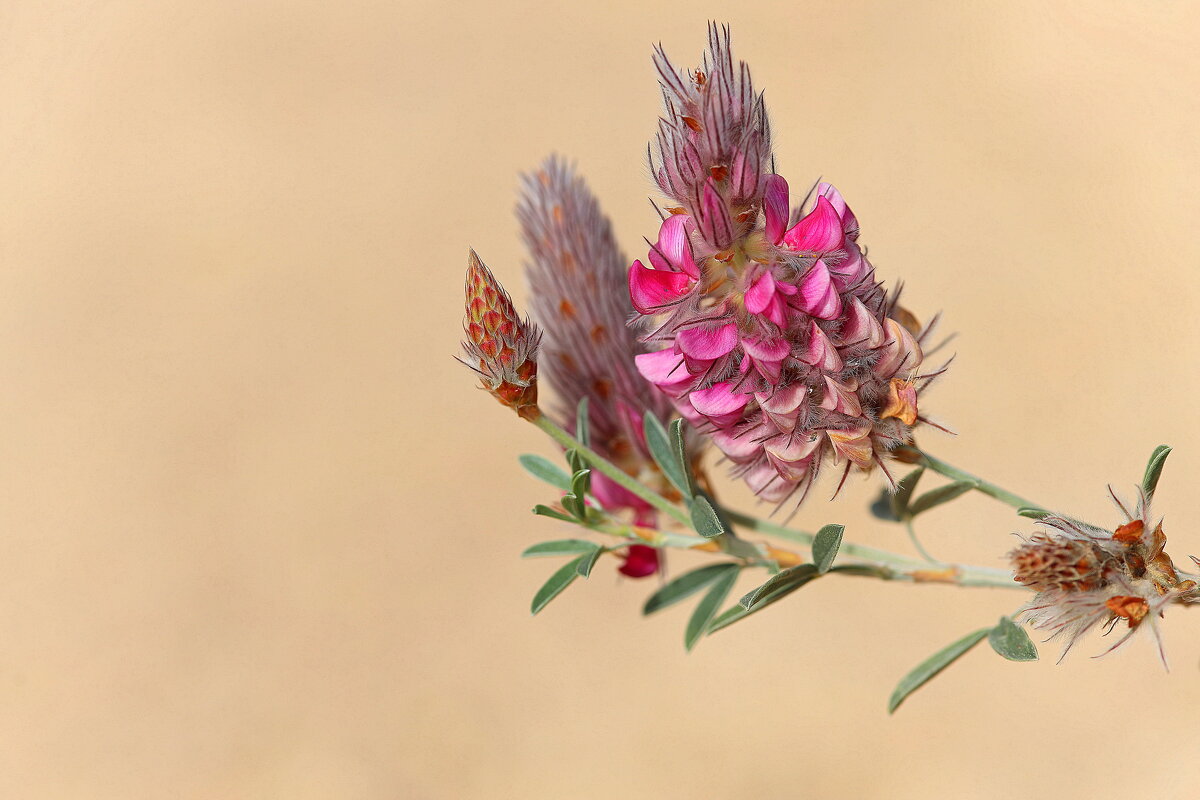 Цветочек. - Оля Богданович