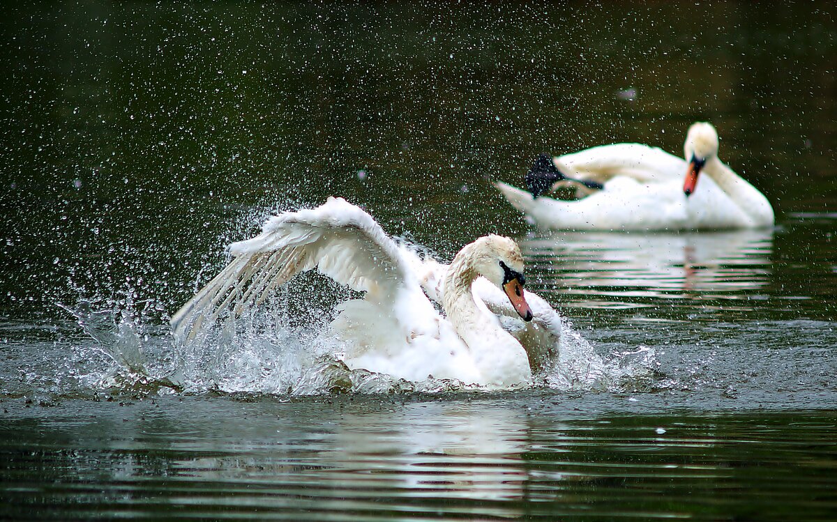 Лебеди - Олег 