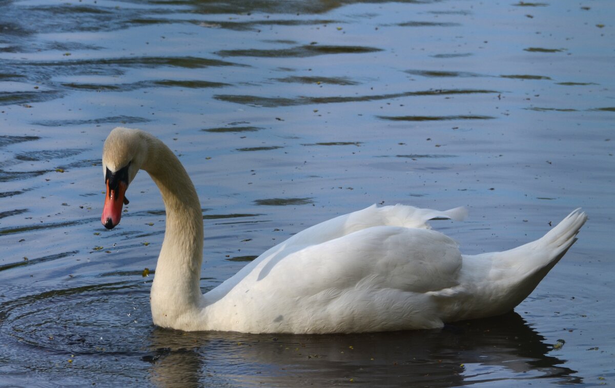 Елагин остров - Таня Фиалка