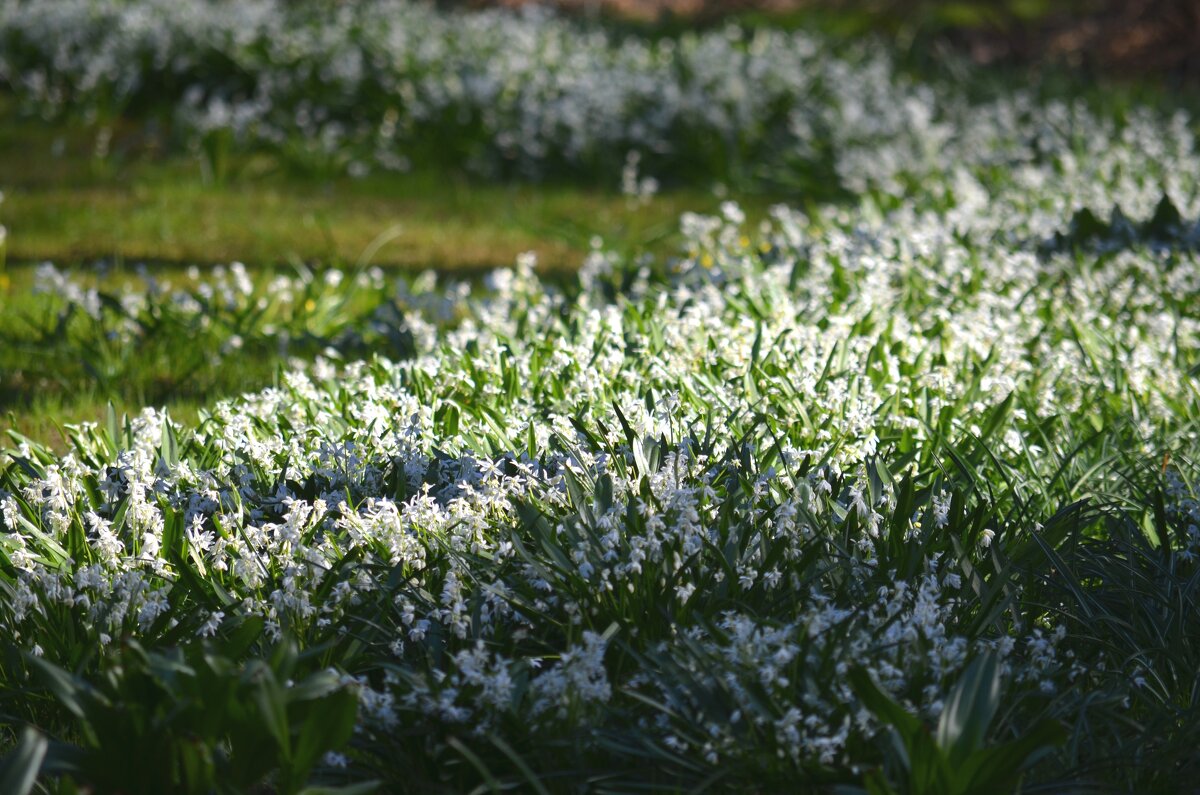 Весна - Таня Фиалка