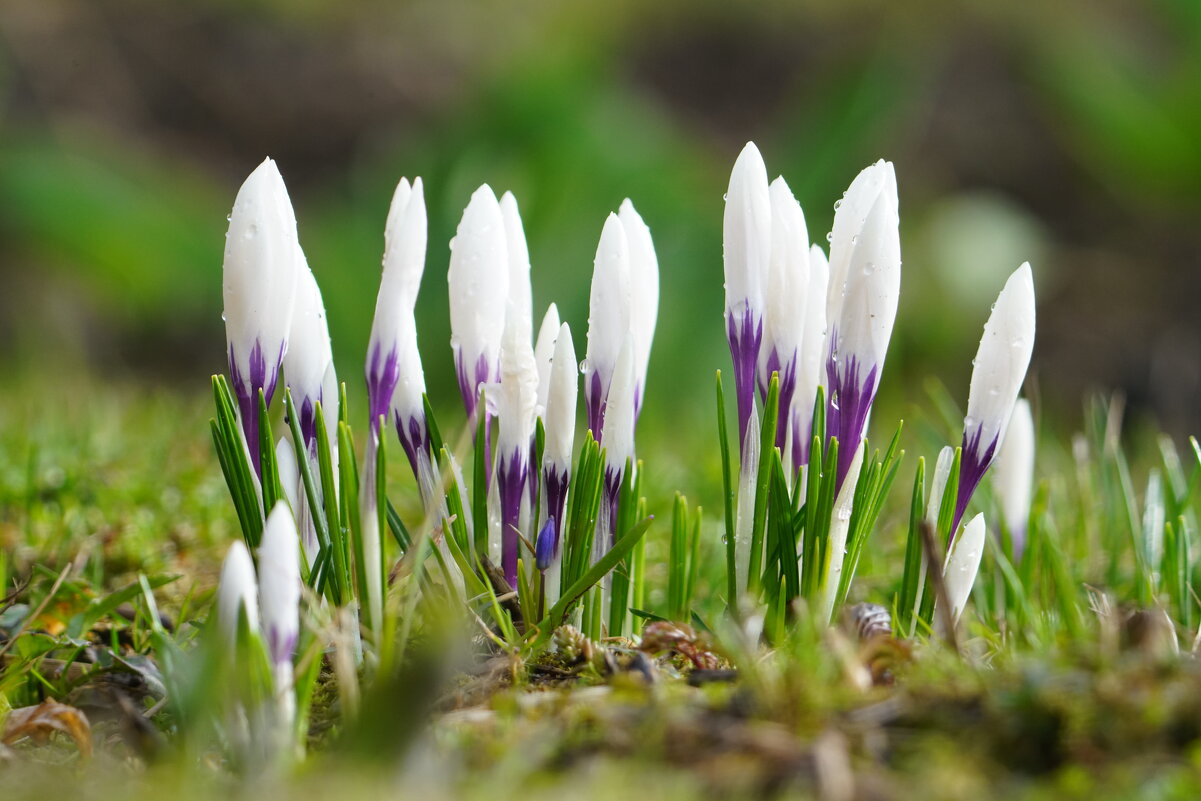 Время расцветать - Иван Литвинов
