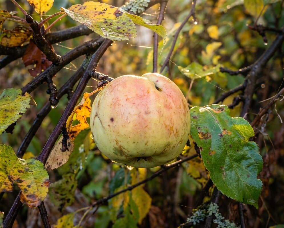 Яблоко на ветке - Лилия 
