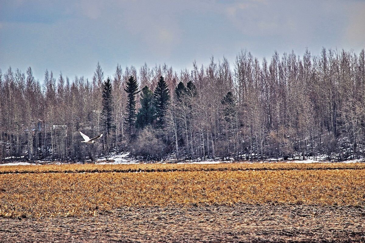 Май...Чайка ищет место для гнездовья! - Владимир 