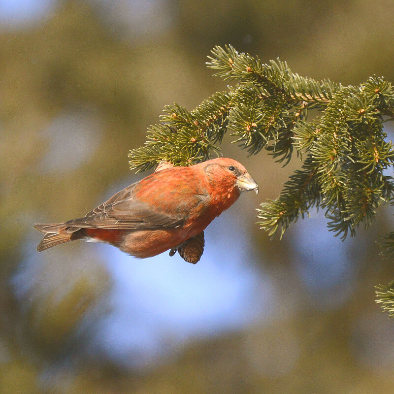 Шишкоед. - Михаил Белоусов
