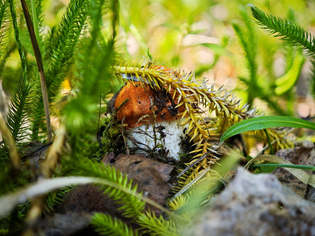Лето - Александр 