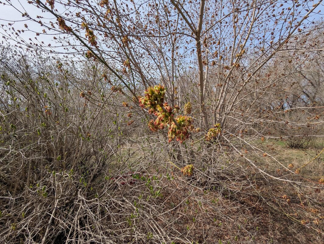 Клен - Андрей Хлопонин