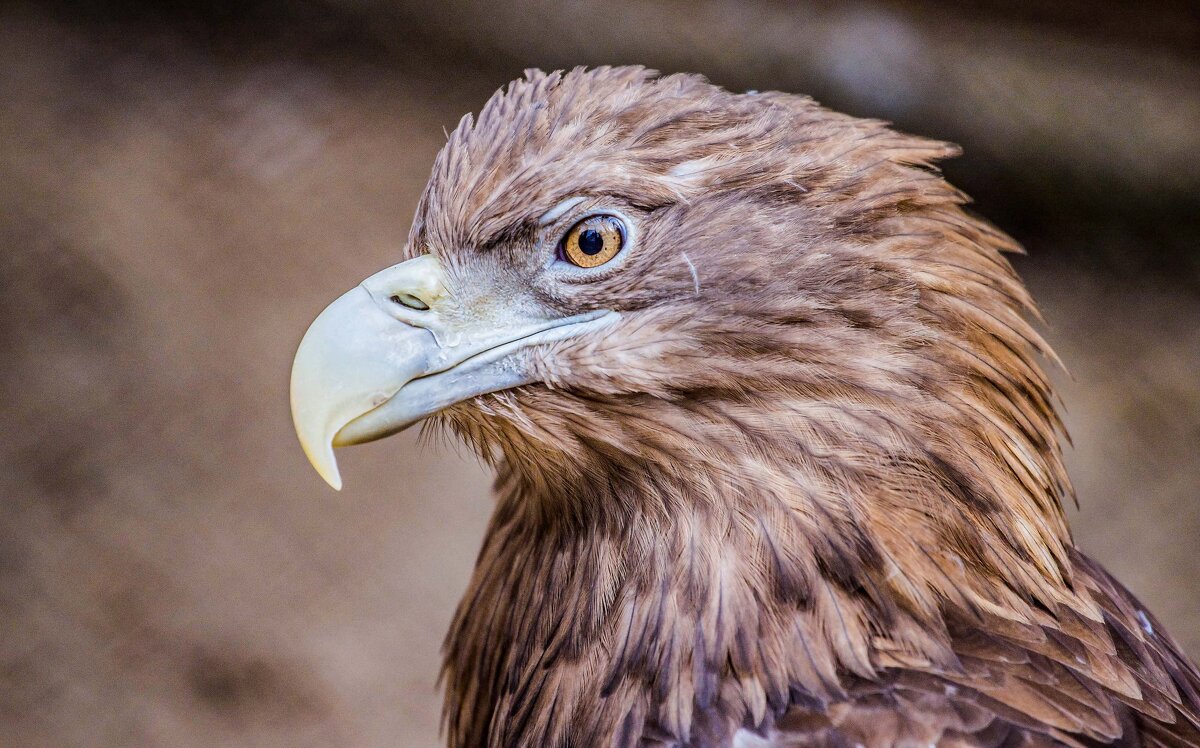 орлан - Аркадий Лаптенко