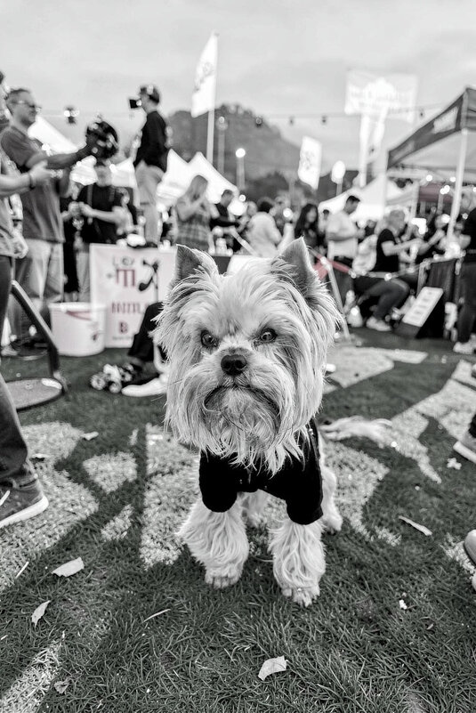 Мой пёс - Александр Силинский Мой пёс - Александр Силинский