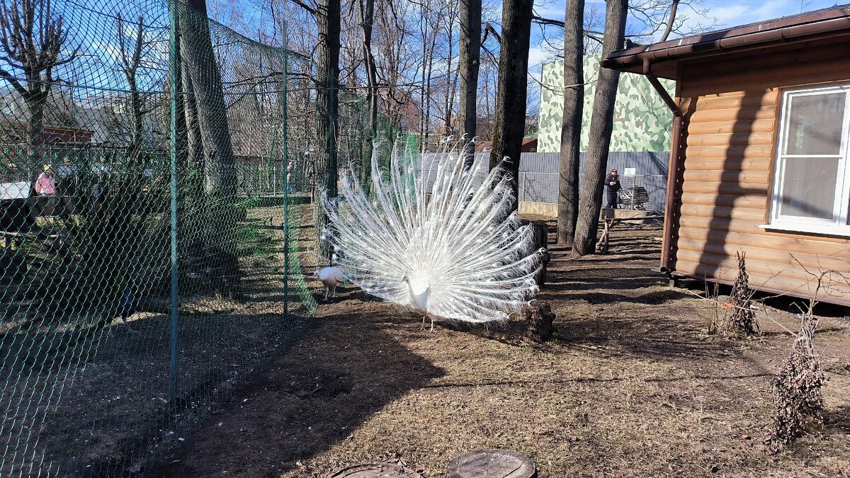 В зоопарке. - Ольга 