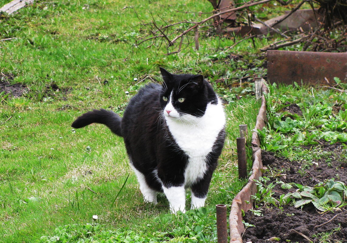 Гуляет по саду - Людмила Смородинская Гуляет по саду - Людмила Смородинская