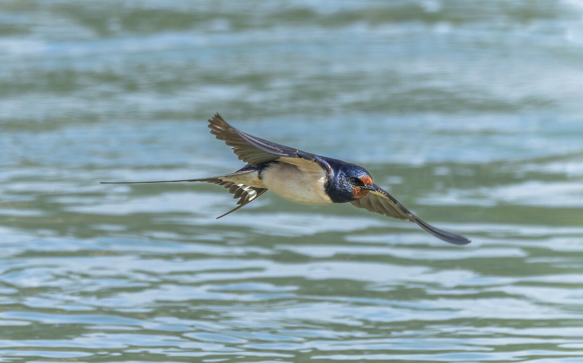 ласточка деревенская - юрий макаров ласточка деревенская - юрий макаров