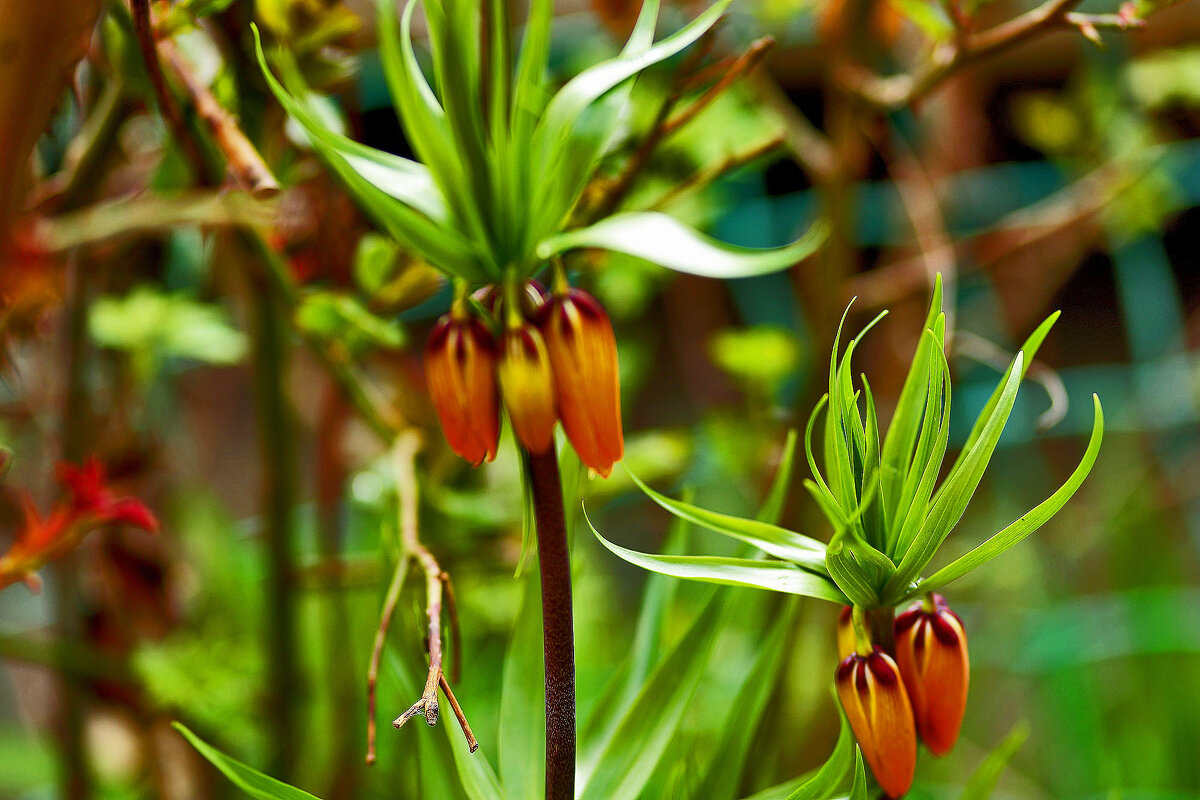 Цветочки - Юрий Гайворонскiий Цветочки - Юрий Гайворонскiий