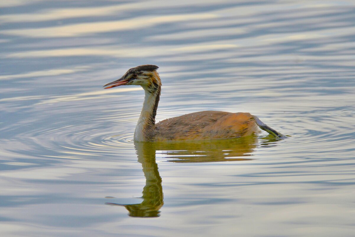 Чомга - Константин Анисимов