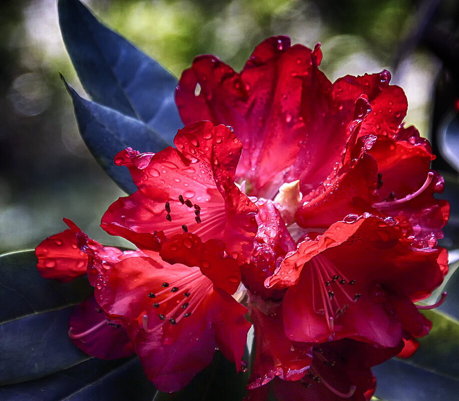 Рододендрон - Андроник Александр 
