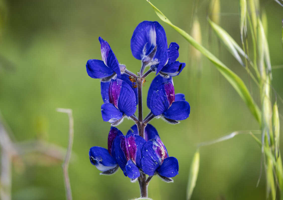 *** - Alexander Amromin