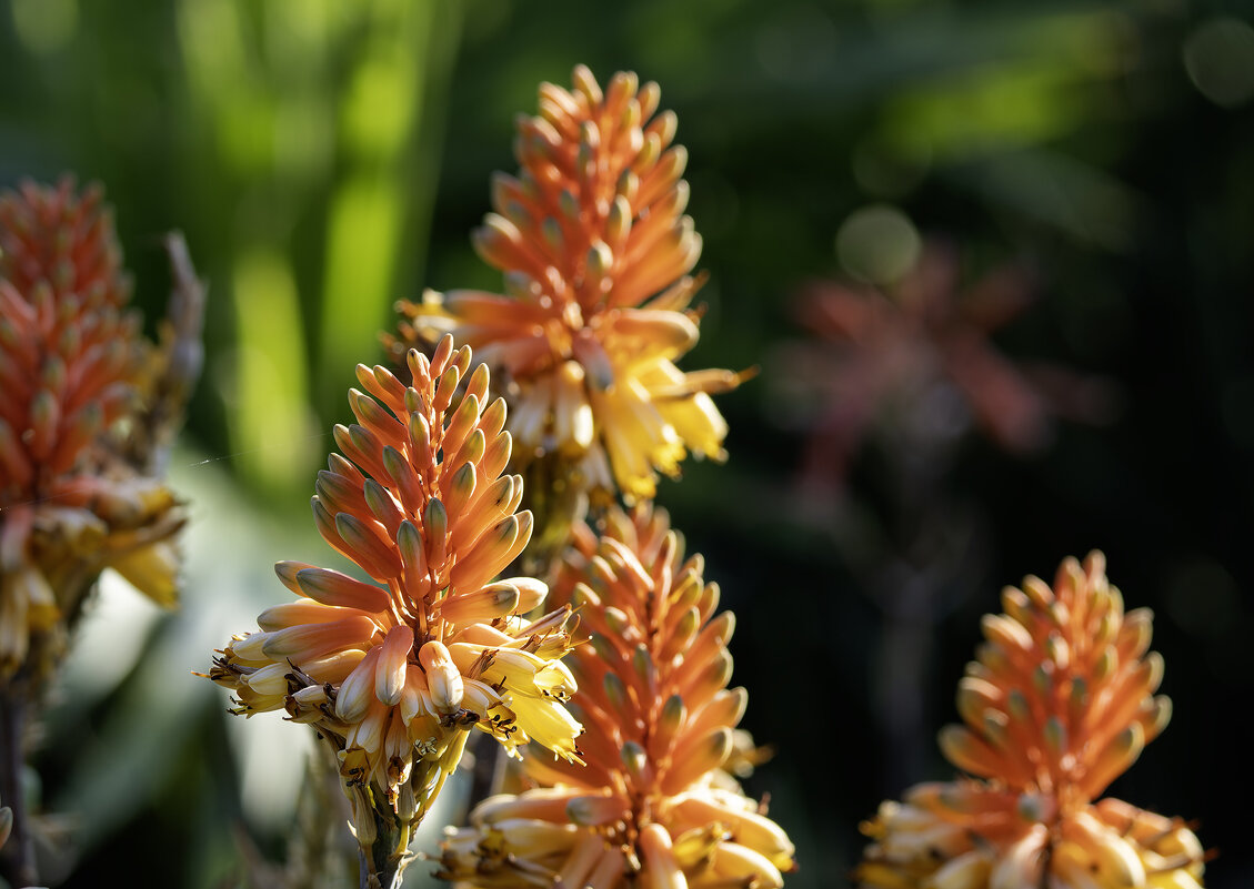 Алоэ. - Alexander Amromin