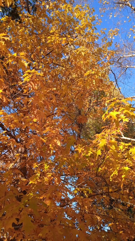 прекрасный октябрь - Елена Шаламова