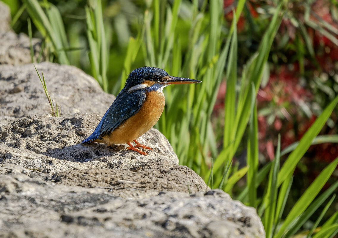 Зимородок. - Alexander Amromin