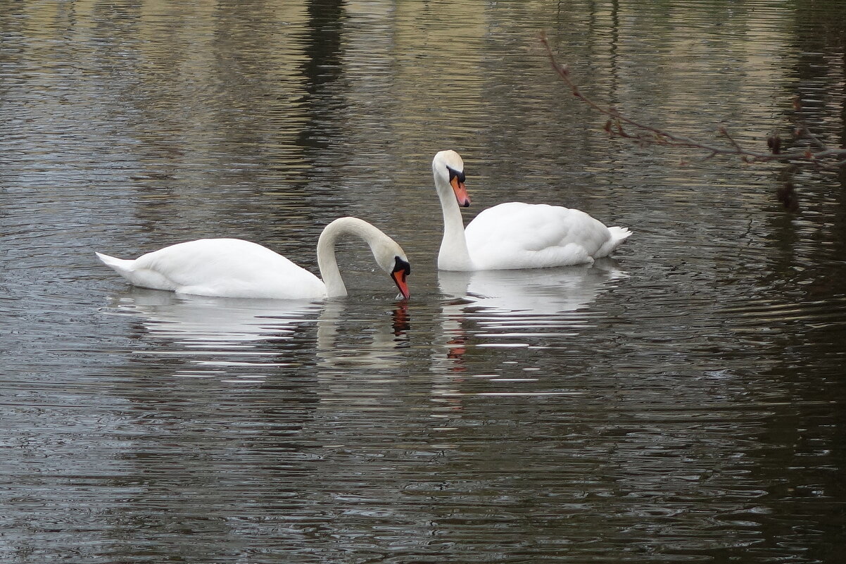 Лебеди - Рита Симонова