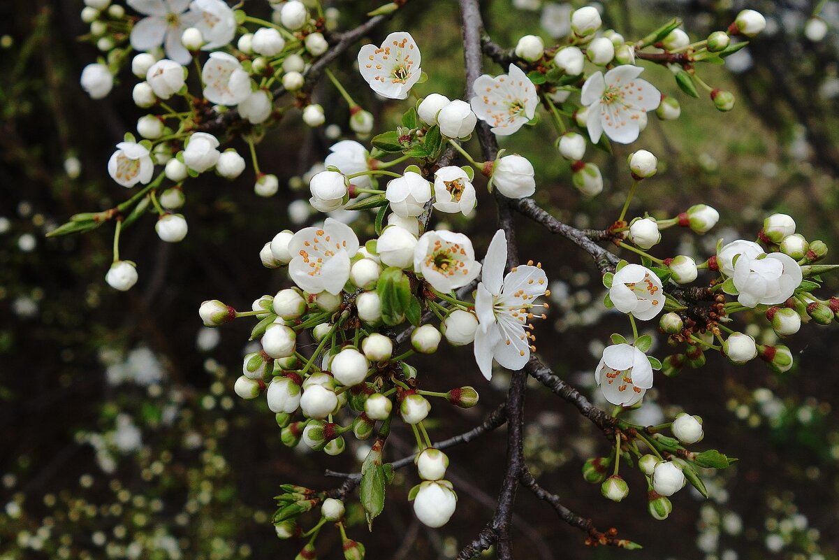 Апрельское цветение - Рита Симонова