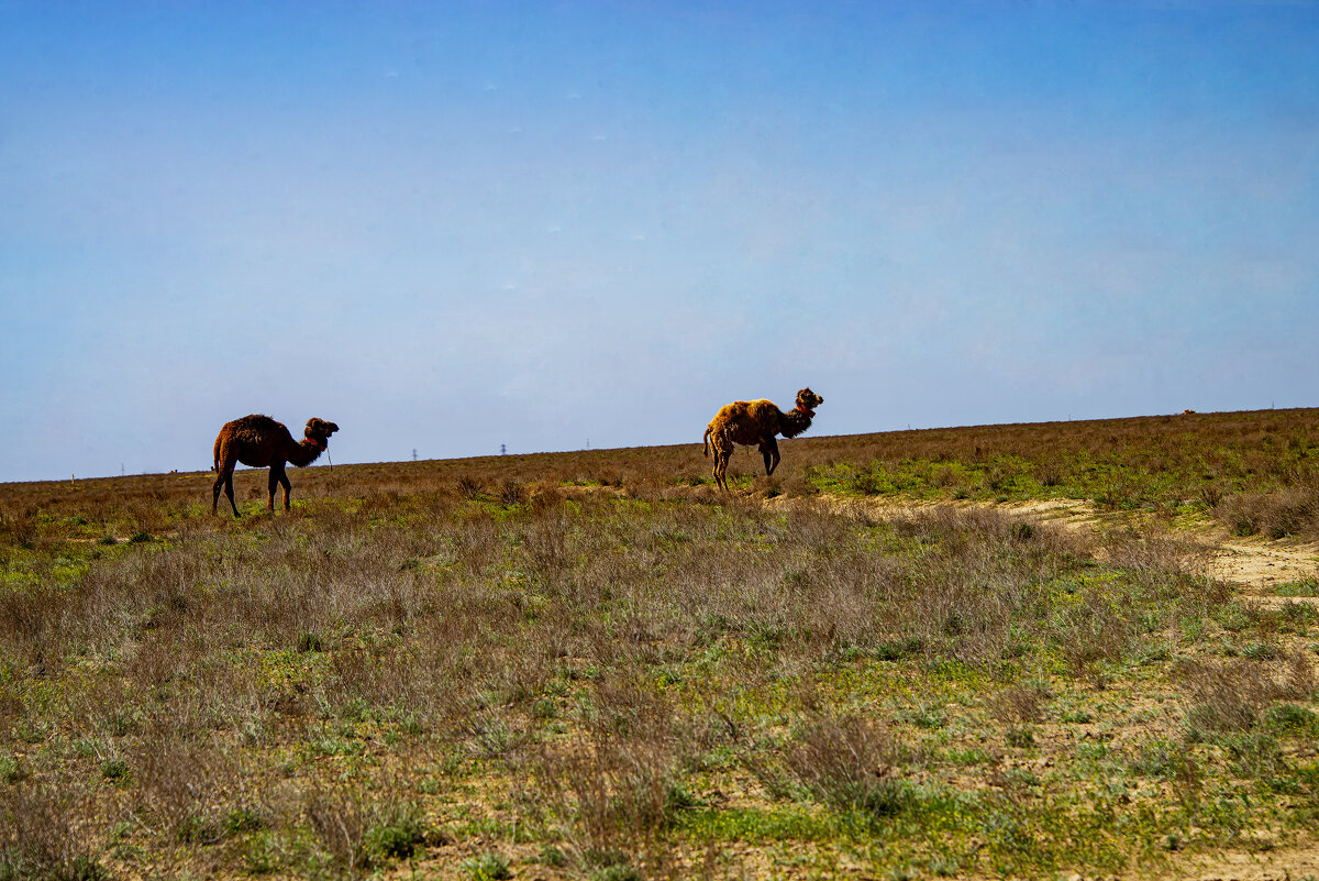 В степи Мангыстау - Анатолий Чикчирный