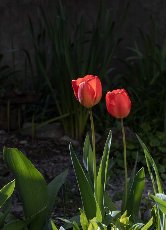 Мы в мире этом два цветка с тобой... - Валерий Басыров Мы в мире этом два цветка с тобой... - Валерий Басыров