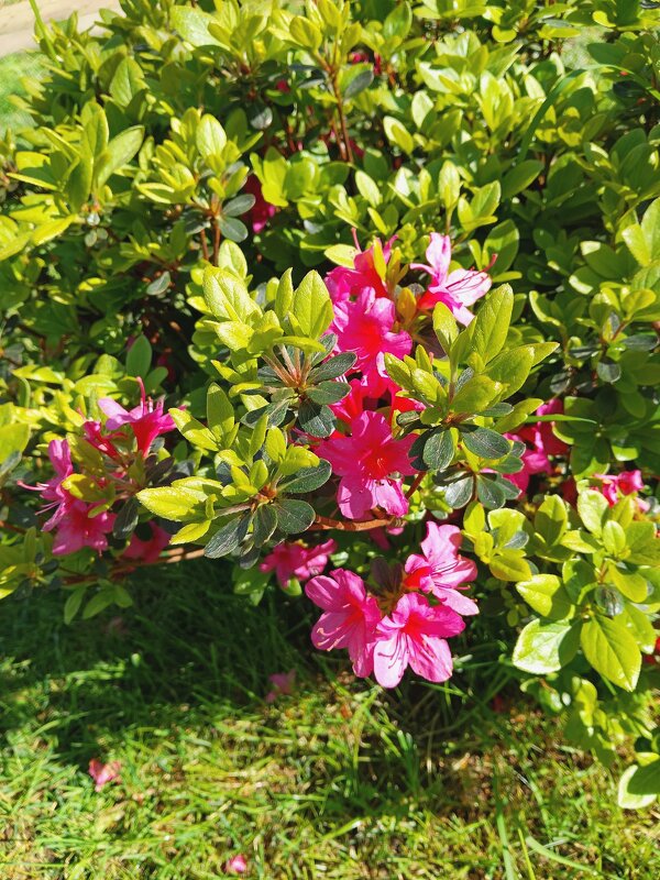 Азалия - Tata Wolf Азалия - Tata Wolf