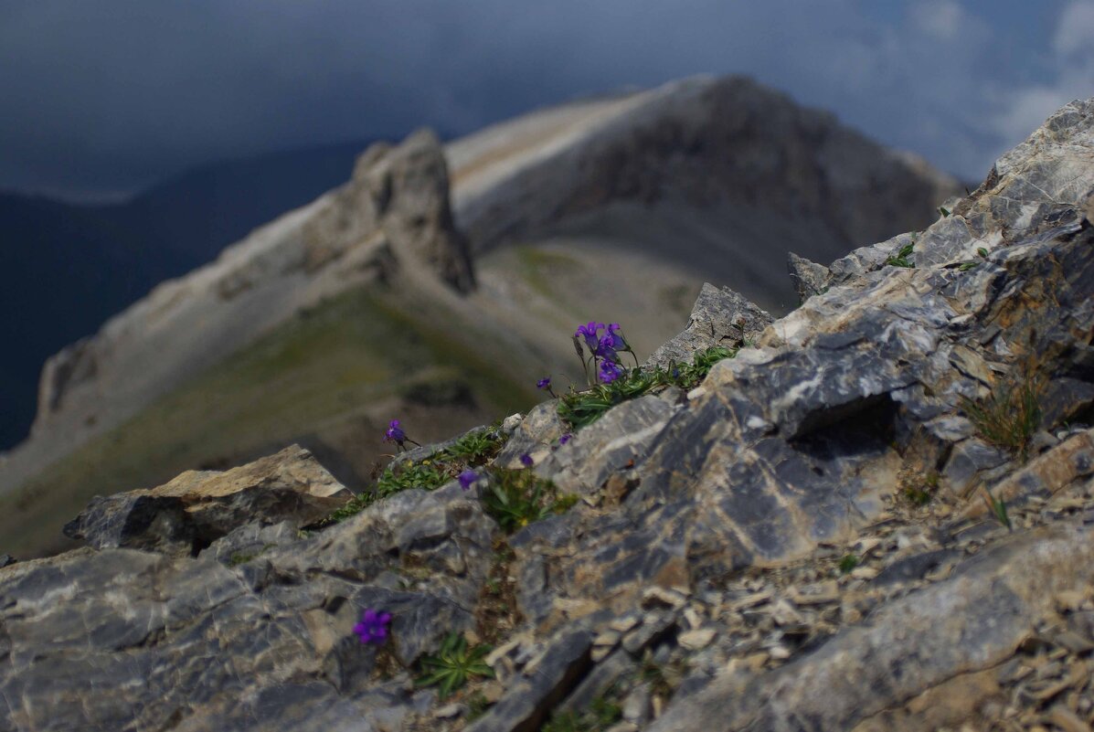 Контрасты ... - Андрей Любимов