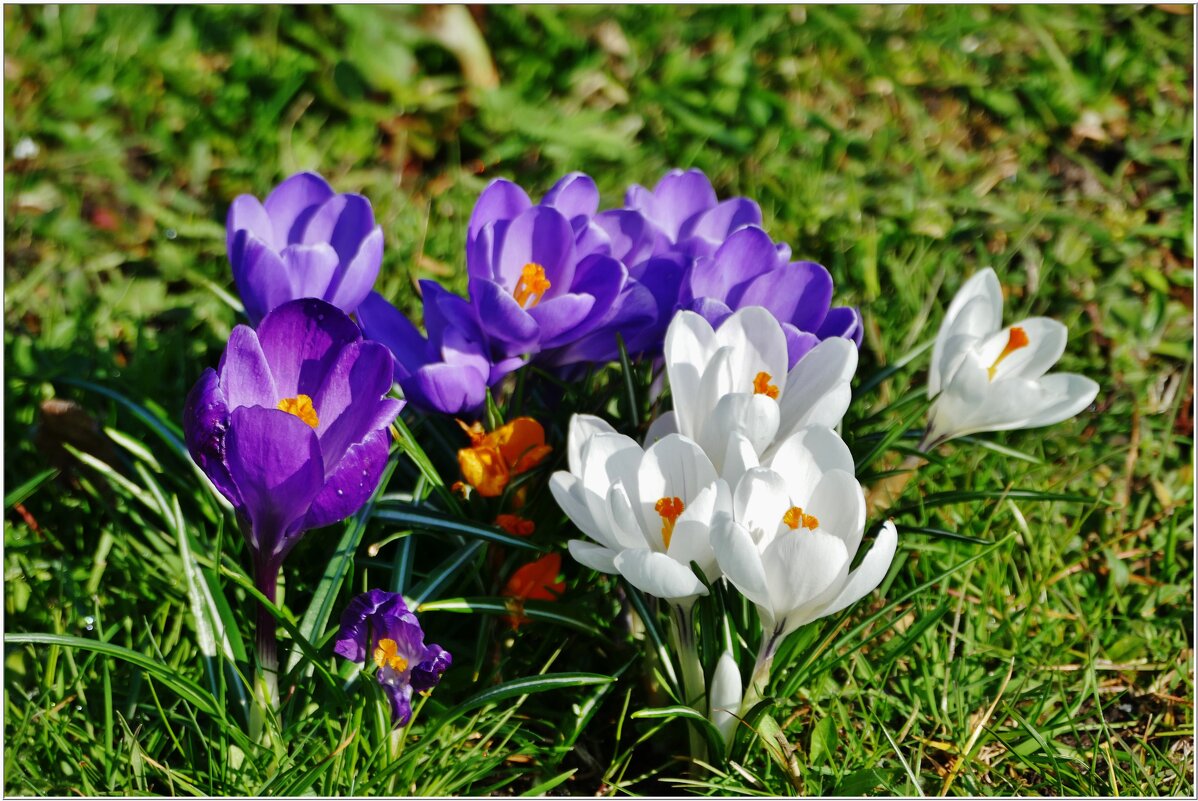 ПЕРВЕНЦЫ... - Elvira E. 