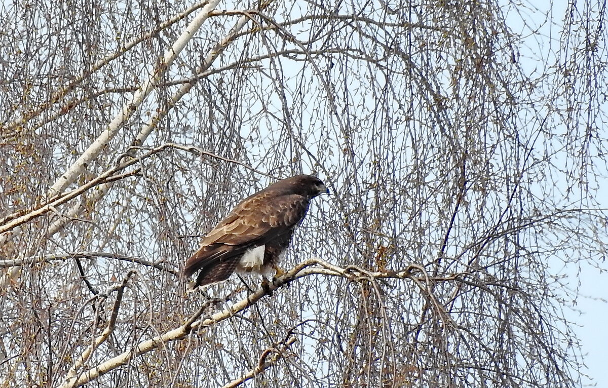весенние зарисовки - ИННА ПОРОХОВА