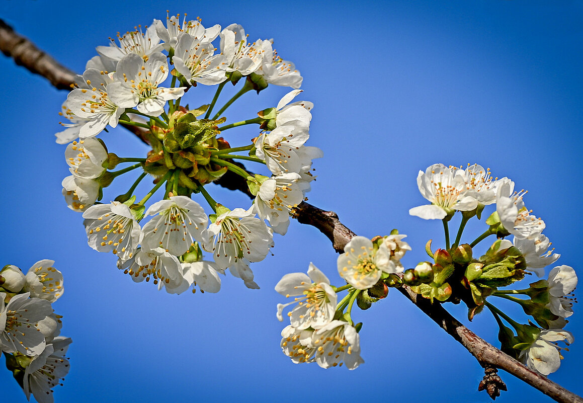черешня - Aleksandr .