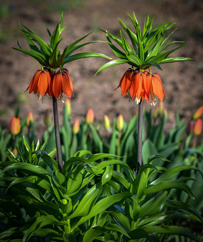 Рябчик императорский - Aleksandr .