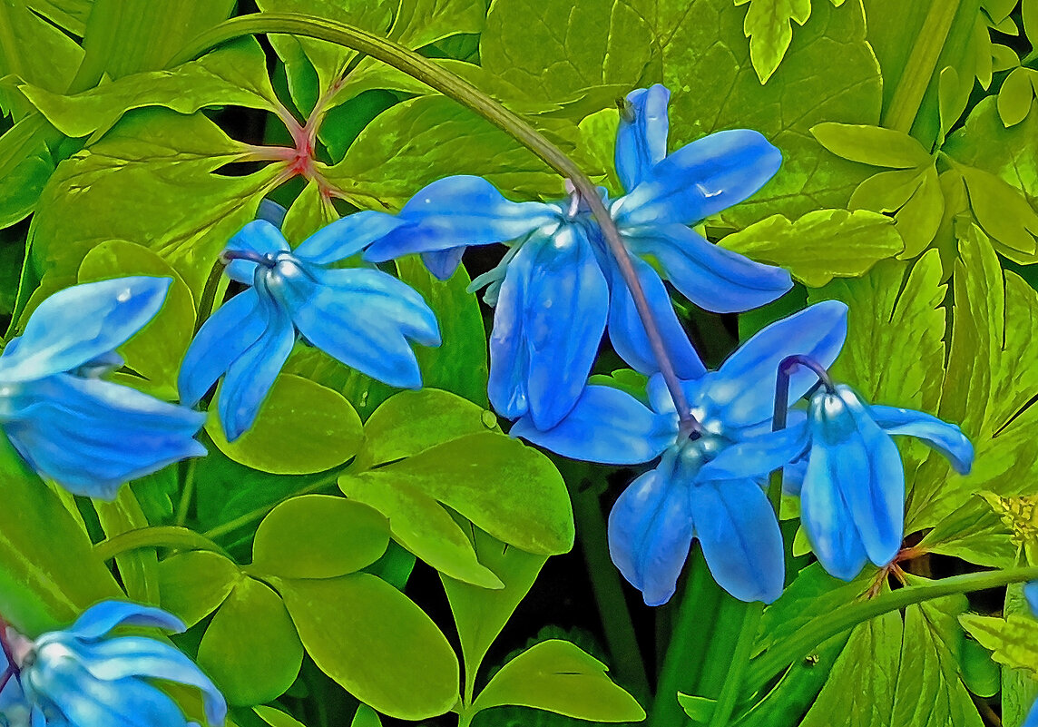 Любимые пролески! - Валентина  Нефёдова 