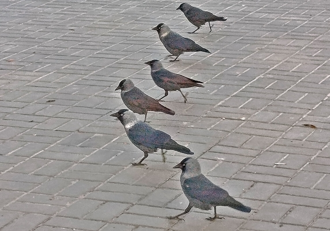 Мы идём к вам в гости! - Валентина  Нефёдова 