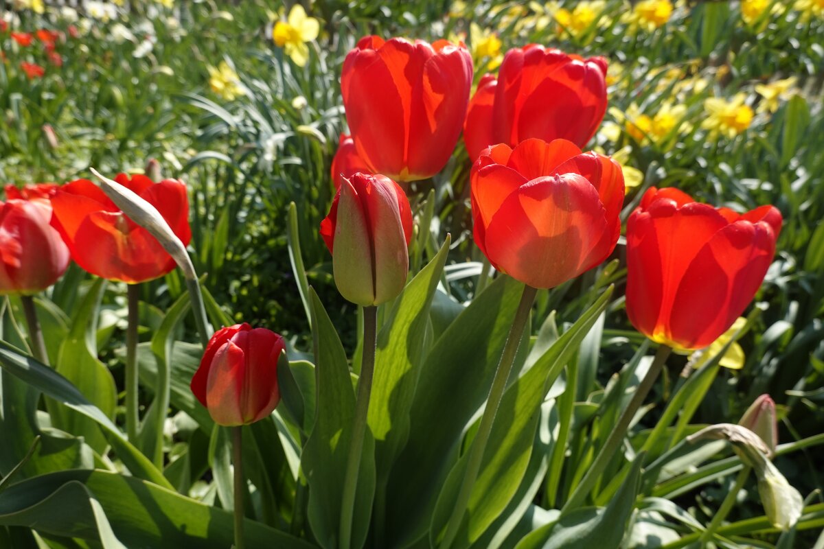 Цветов много не бывает!... - Галина 