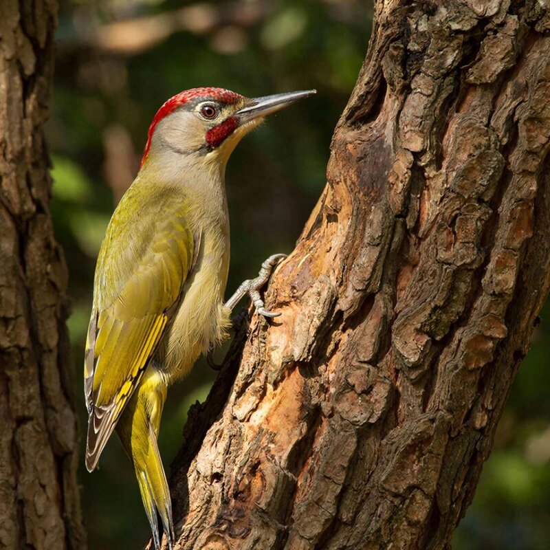 Редкий зеленый дятел - СЕРГЕЙ ФИЛОЧКИН