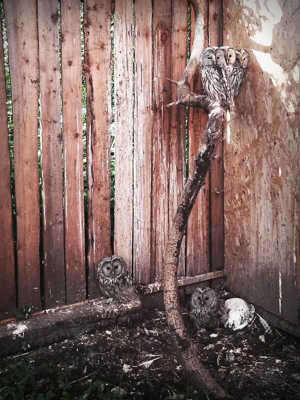 А там неведомы зверушки.. - Станислав ..