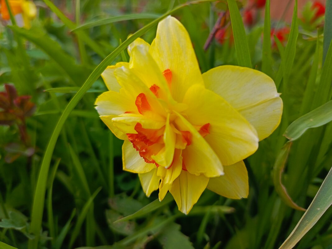 Нарцисс - Татьяна Пальчикова