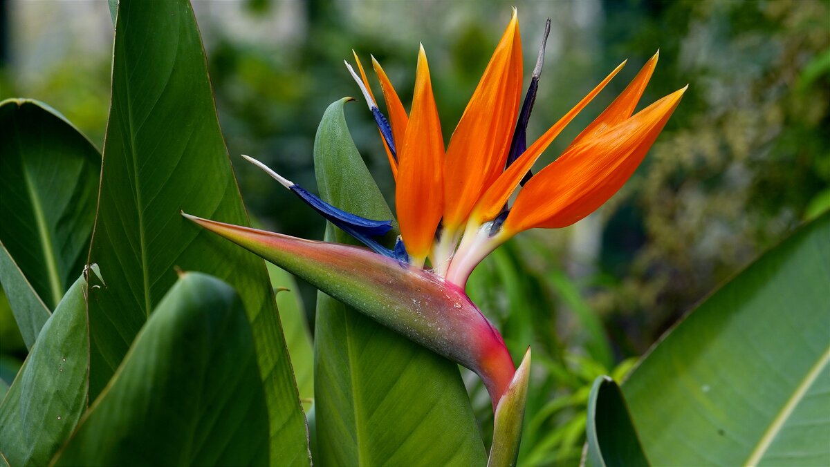 Стрелиция - Татьяна Тюменка