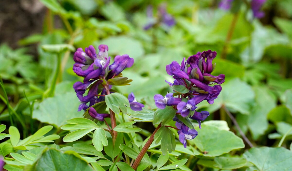 Пенвоцветы - Татьяна Тюменка