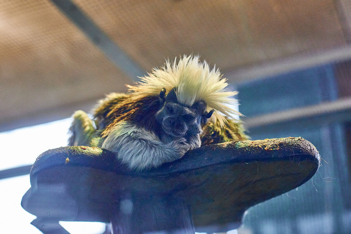 Эдипов Тамарин - Александр Леонов