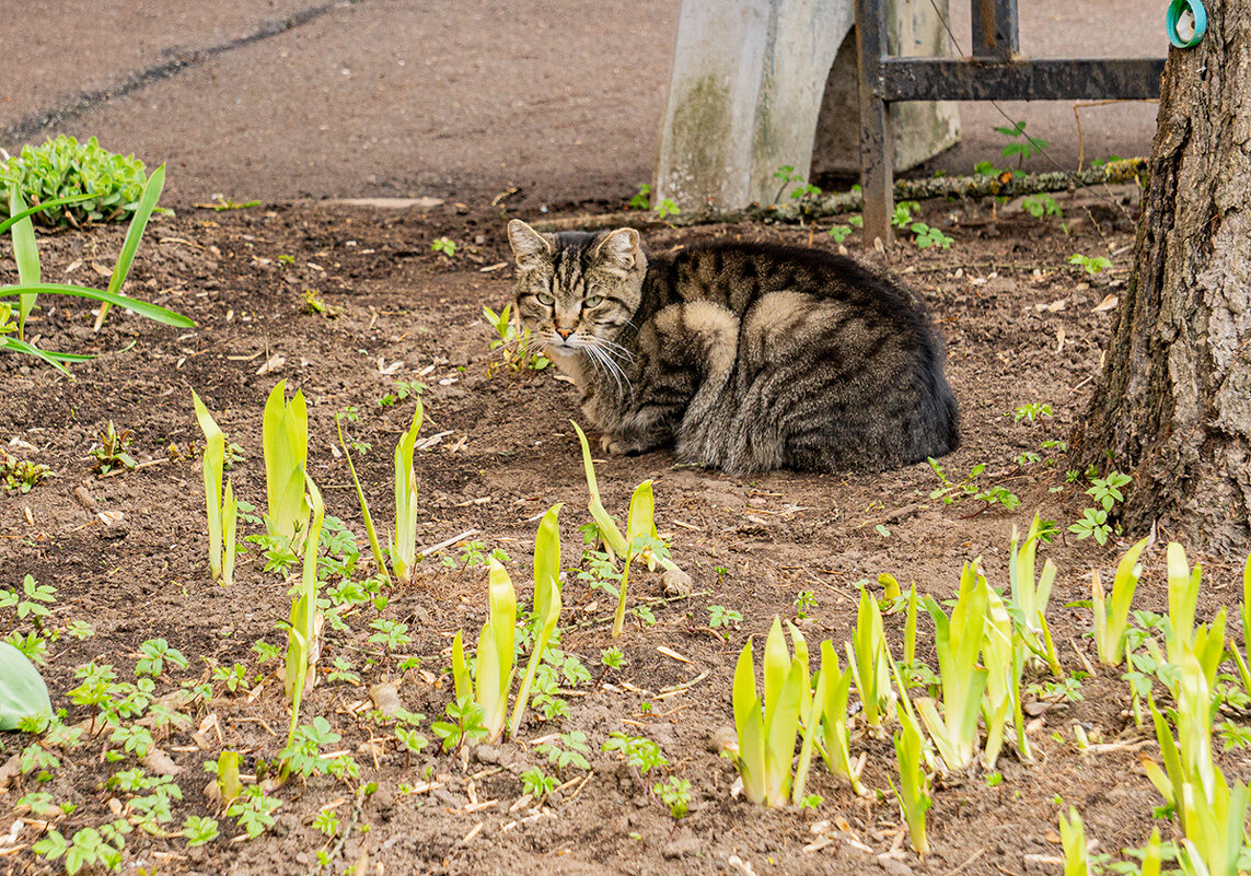 Весенний кот - Ирина Соловьёва