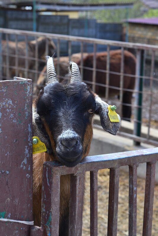 Симпатичный рогатик - Александр Рыжов Симпатичный рогатик - Александр Рыжов