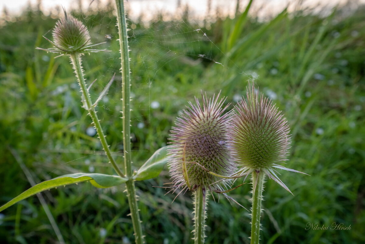 Про колючки... - Николай Гирш Про колючки... - Николай Гирш