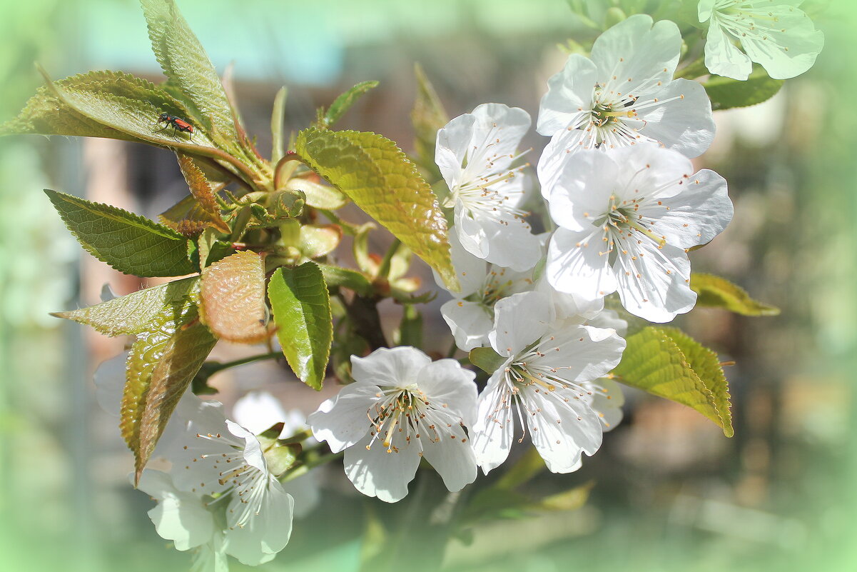 Черешня цветет - Ирина 