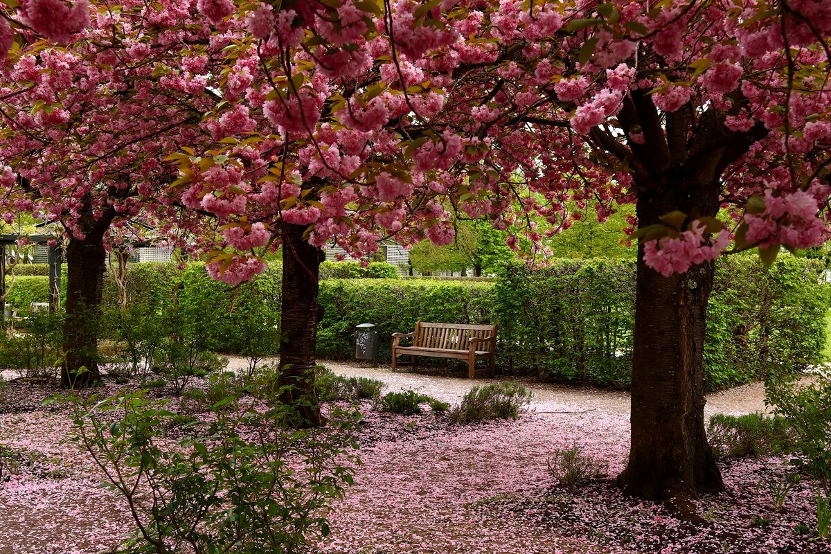 Сакура роняет лепестки - Юрий. Шмаков