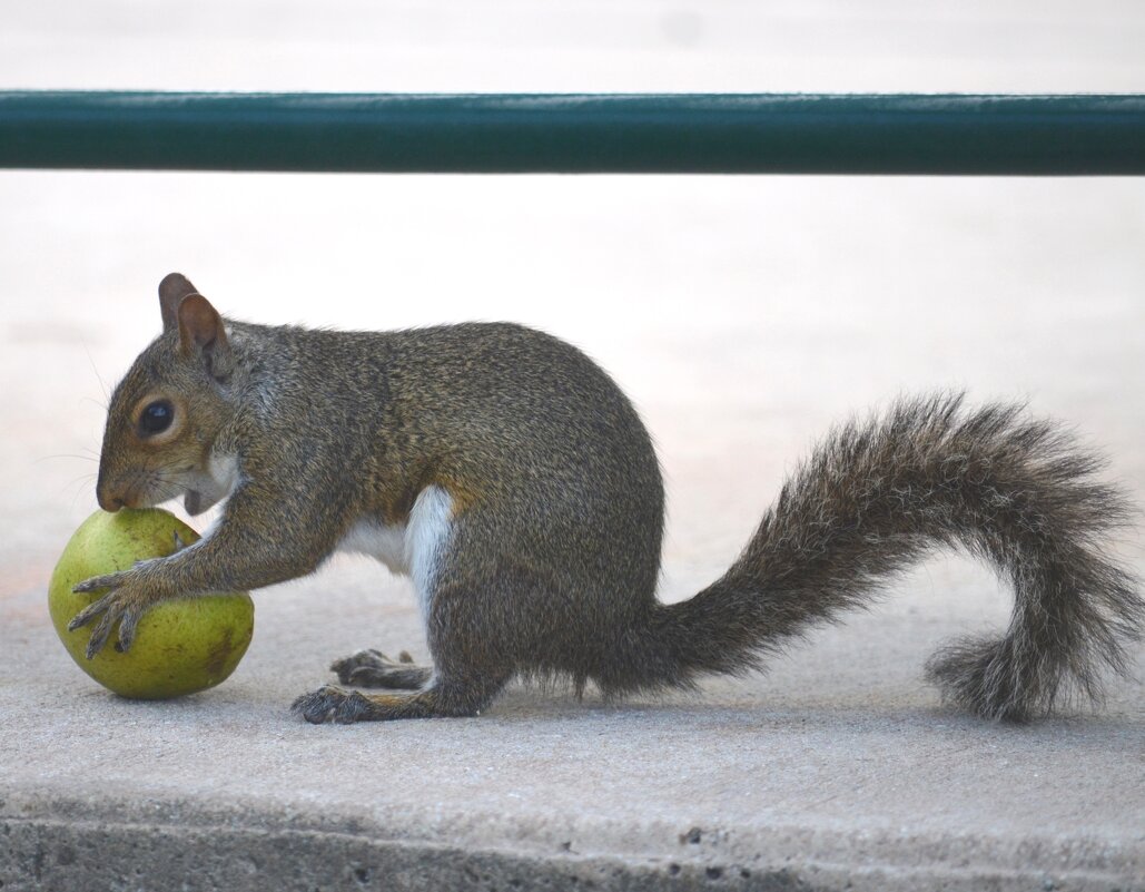 Белка шла,шла.... во нашла - Таня Фиалка