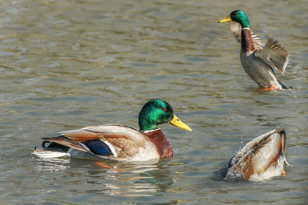 Про уток - Владимир Колесников