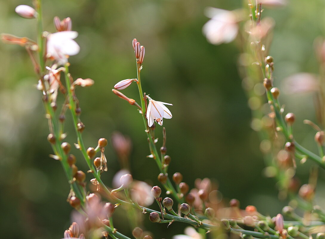 Красивые. - Оля Богданович